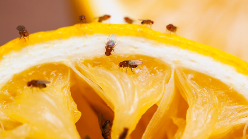 Erradicaron de Miami la mosca de la fruta oriental