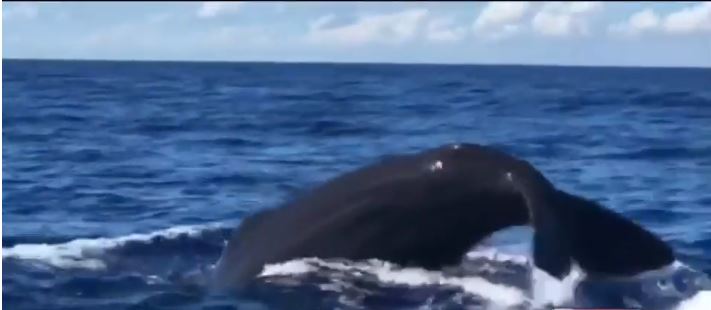 Visualizan ballena gigante desde un bote en Fort Lauderdale