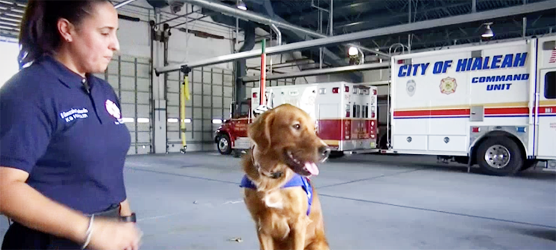 Conoce a Blaze: perro entrenado para búsqueda y rescate en Hialeah