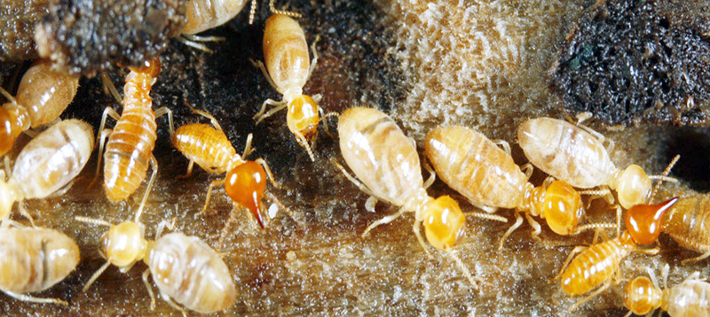 La temible termita subterránea asiática continúa al asecho en Florida