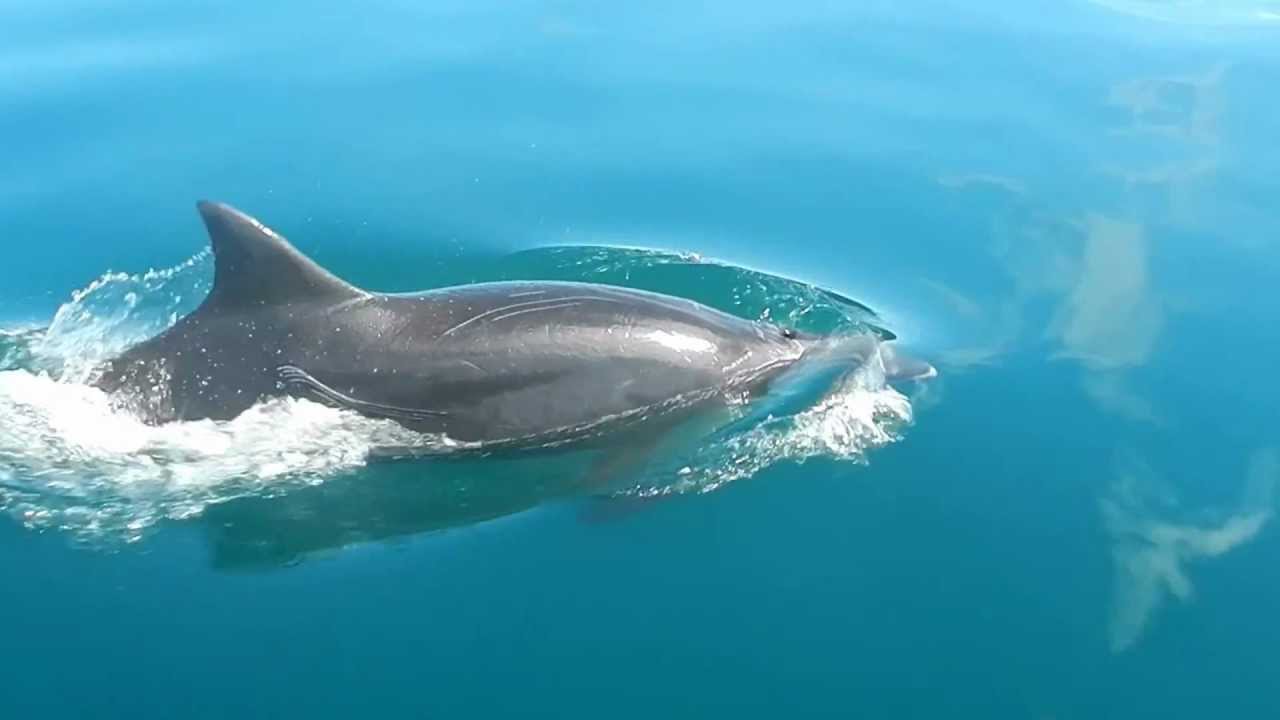Exitoso rescate y liberación en el océano de un Delfín varado