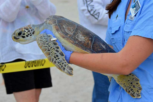 Cientos de tortugas marinas encuentran refugio en el zoológico Brevard