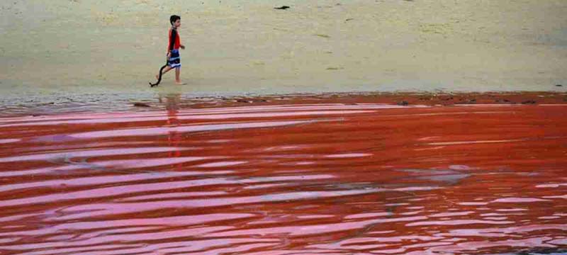 DeSantis firma proyecto de ley para investigación de la marea roja