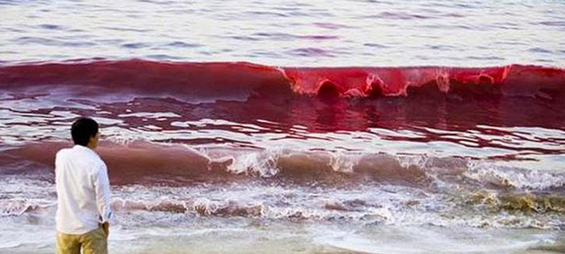 Floración de marea roja tóxica abraza las costas del estado de Florida