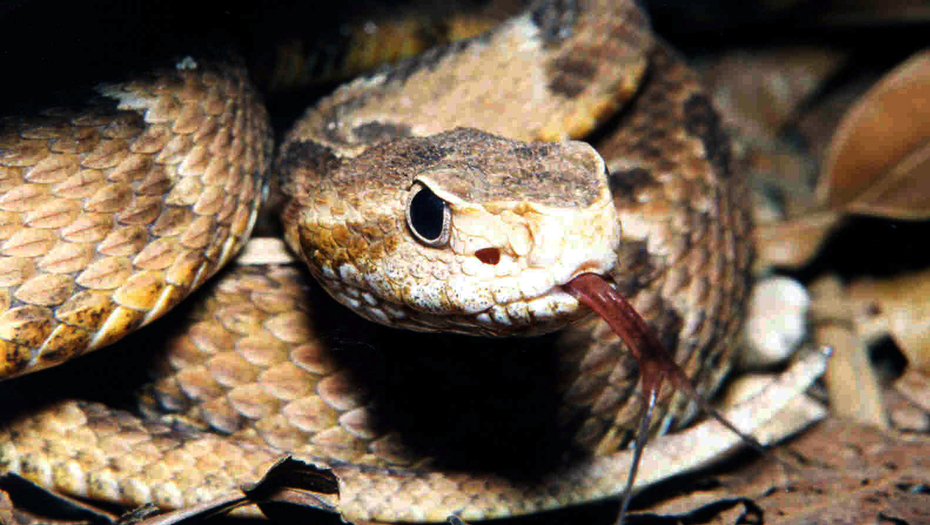 Autoridades alertan sobre presencia de serpientes venenosas en escuela de Pembroke Pines