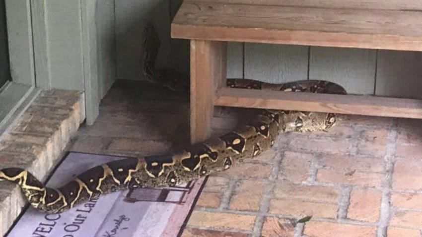 Serpiente de ocho pies asecha vivienda en la Florida
