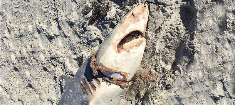 Muere tiburón víctima de contaminación marina por plástico