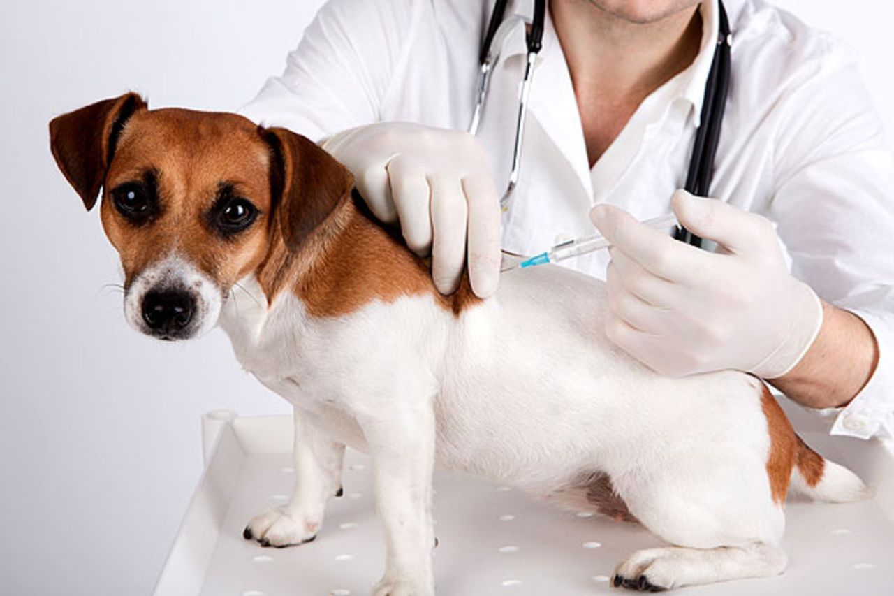 Habrá jornada de vacunación de mascotas en Eureka Park el domingo 7 de octubre