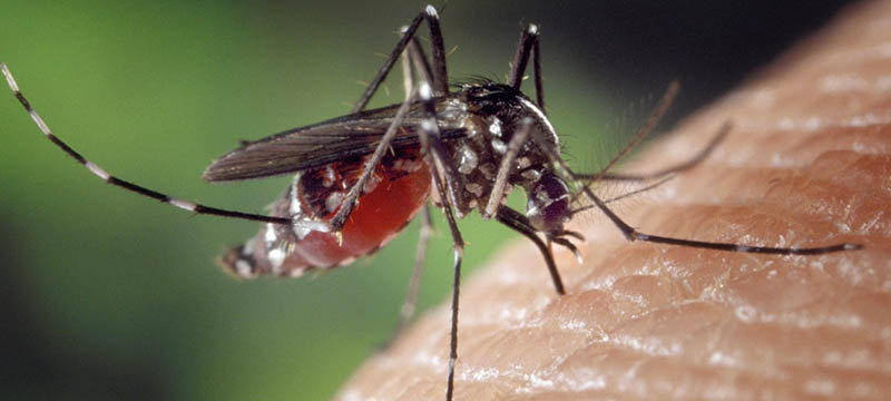 Al menos 84 casos de Zika reportados en el sur de Florida