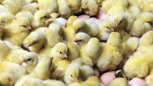 Iniciativa alemana busca salvar la vida a 45 millones de pollos machos al año