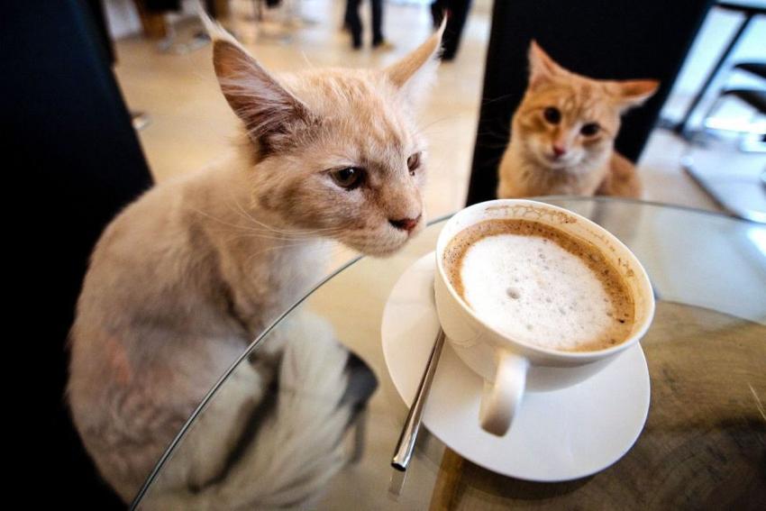 Ahora en Miami Beach podrás compartir un café con tu gato ¡Descubre en  dónde! - Miami Diario