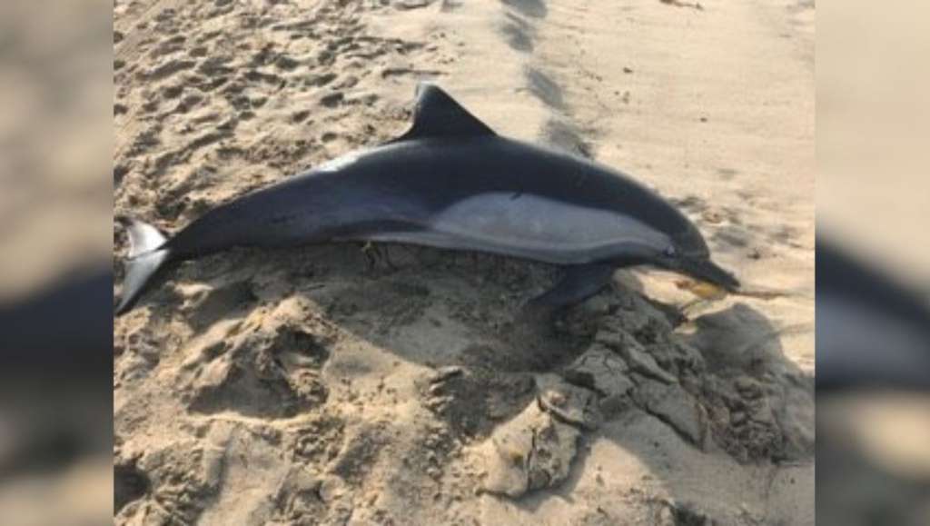 Delfín encontrado en playa de Fort Myers tenía una bolsa de basura en su estomago