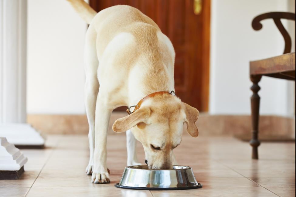 Retiran del mercado comida para perros por toxicidad con Vitamina D