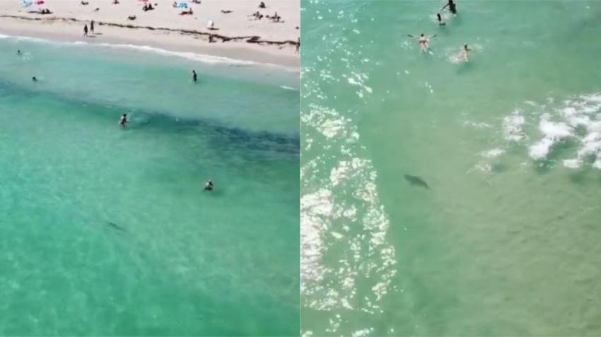 ¡Cuidado! Drones demuestran que tiburones “acompañan” a bañistas en Miami Beach