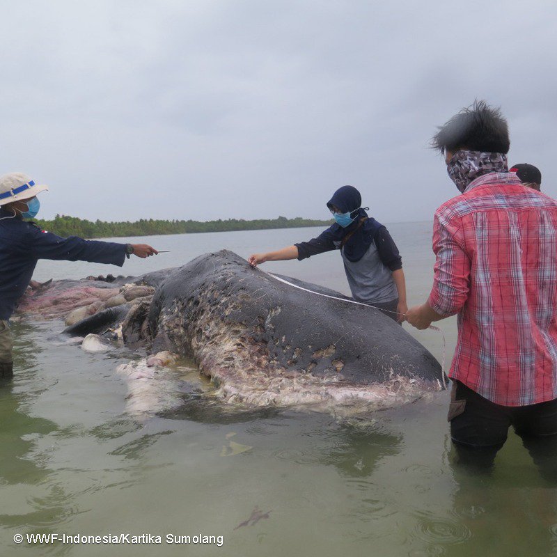 Encuentran ballena en Indonesia con 13 libras de plástico en su interior