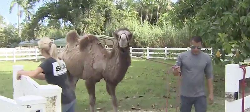 Camello prófugo retorna a sus dueños en Redlands
