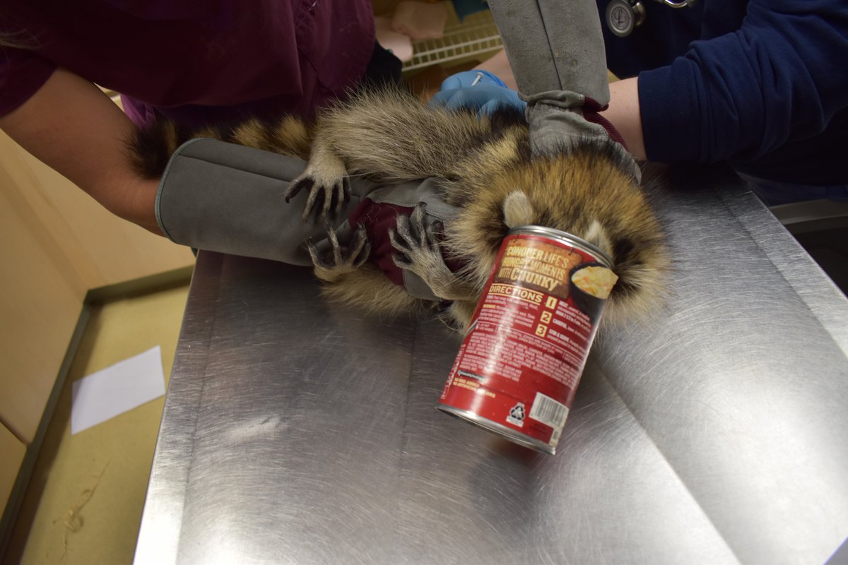 Veterinarios rescatan a mapache que había quedado atascado en una lata de sopa