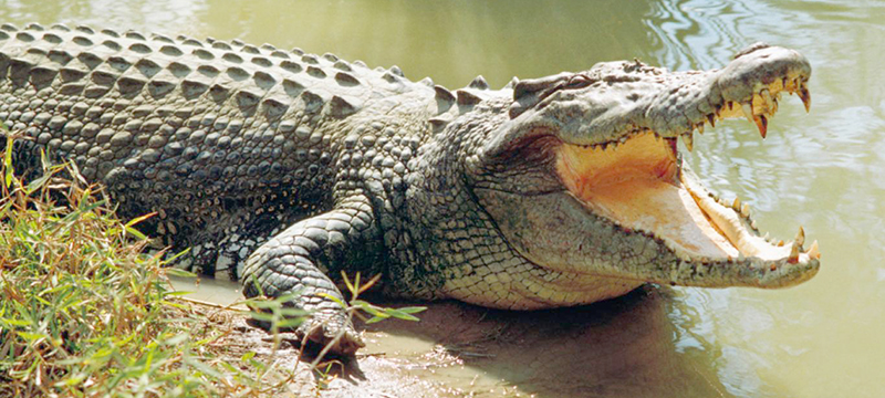 Encuentran a un cocodrilo herido con flechas en el suroeste de Florida (fotos)
