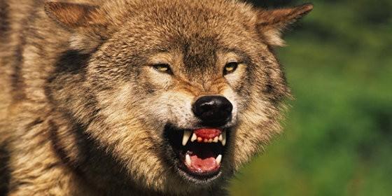 Alertan sobre coyote negro que deambula por el centro de Florida