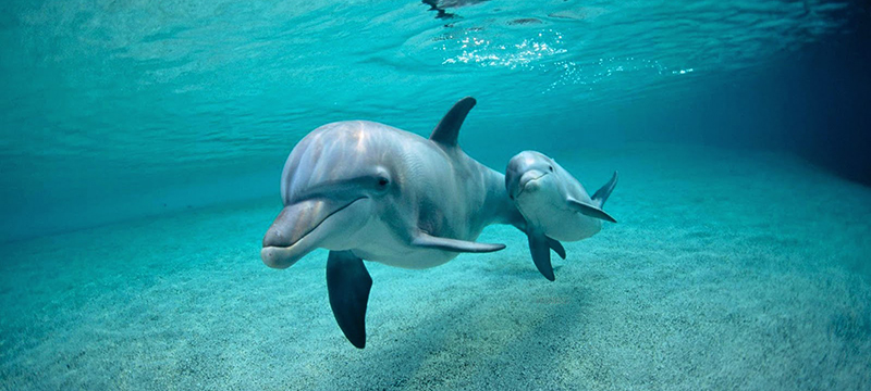 ¡Conmovedor! Delfín empuja a cría tras su fallecimiento (Video)