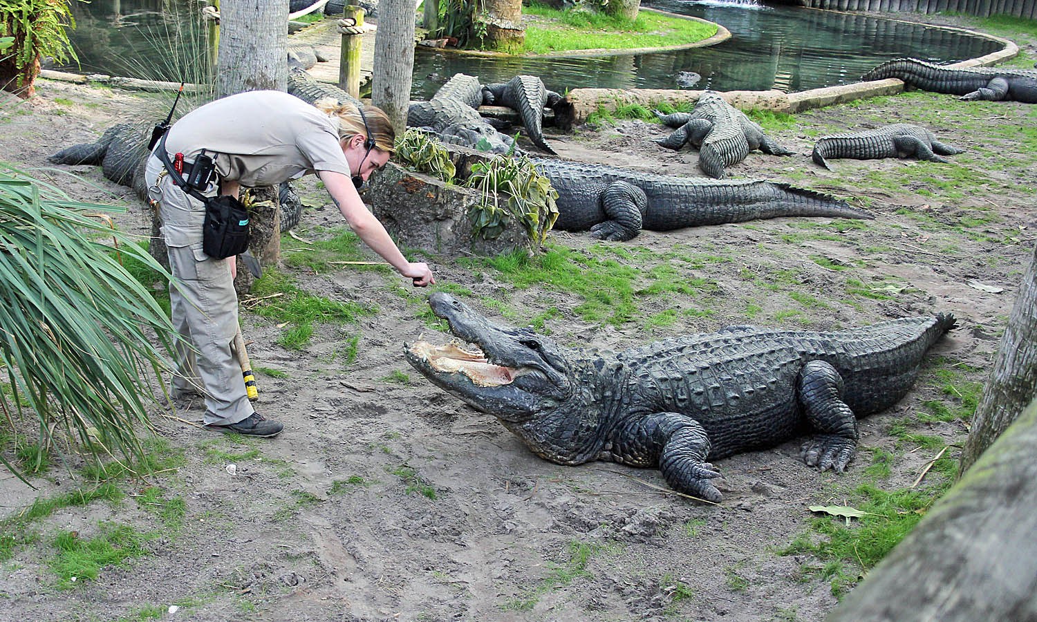 Cocodrilo de St. Augustine Alligator Farm mordió a un visitante tras ingresar a su área