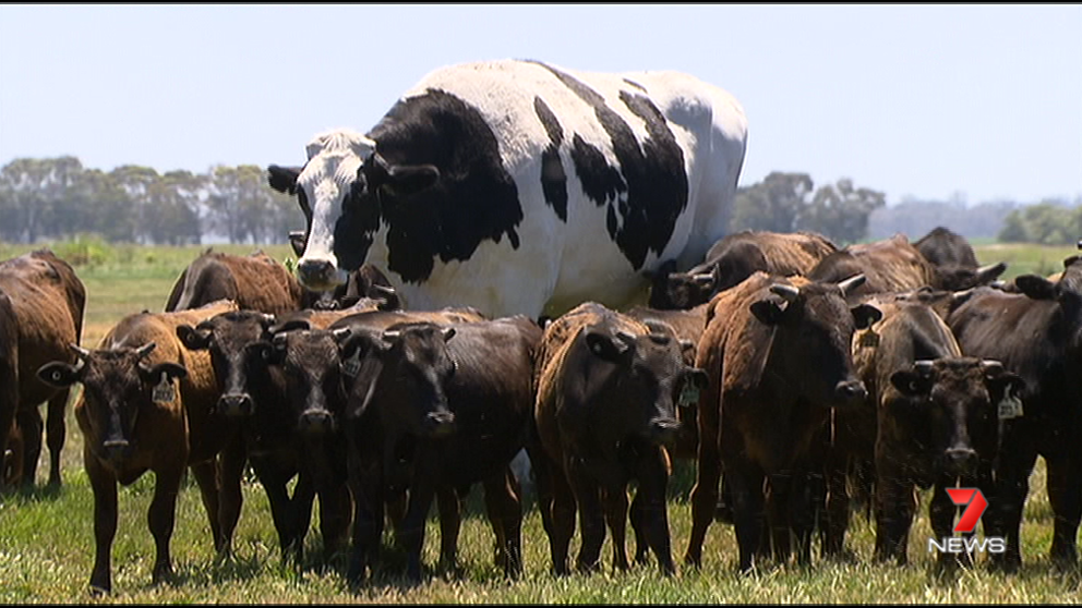 Por si no sabías: existen vacas gigantes