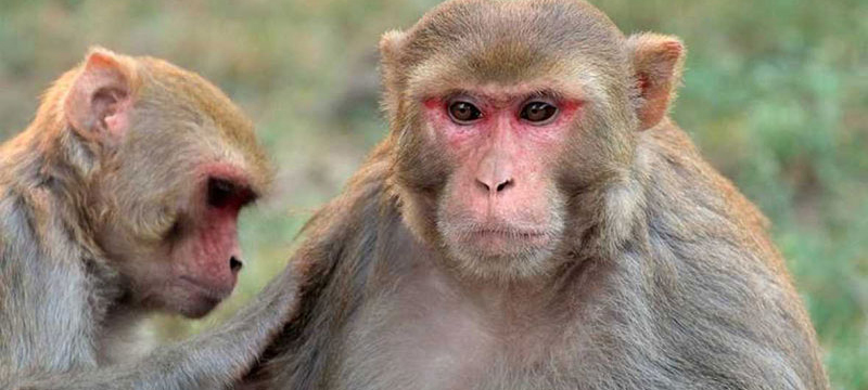 Estudio pronostica crecimiento desproporcionado de macacos en Florida
