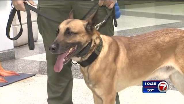 Agente canino aplaudido en Miami Beach, rescató pertenencias de un turista