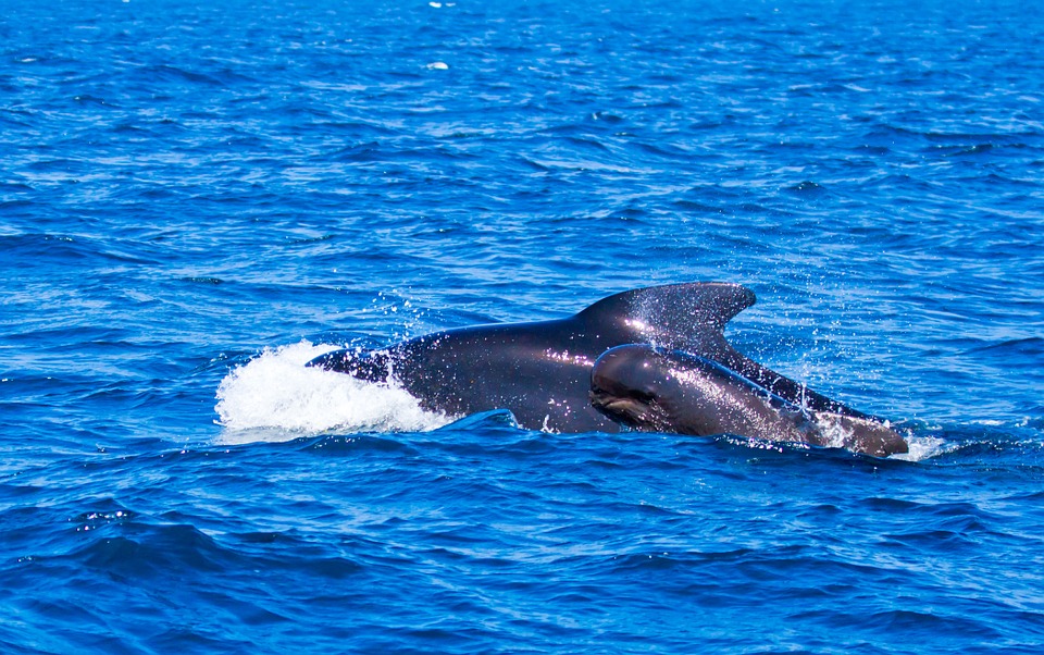 Autoridades rusas investigan el hallazgo de más de 100 ballenas en jaulas submarinas
