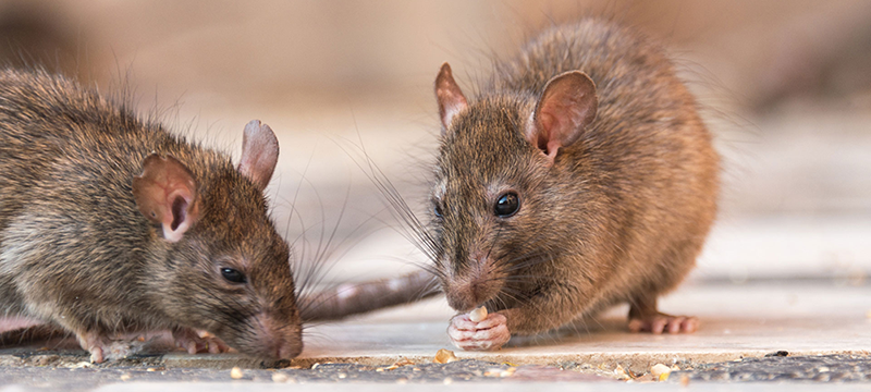 Sur de Florida… ¡es la zona más infestada de ratas en todo el estado!
