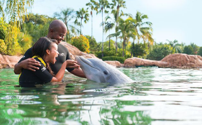 Nadar con delfines está de moda en Discovery Cove