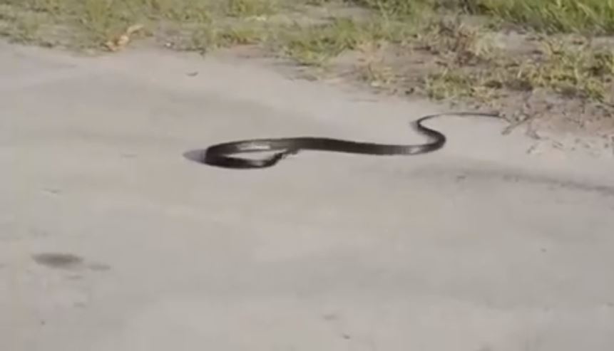 Insólito: Serpiente se suicida al auto envenenarse