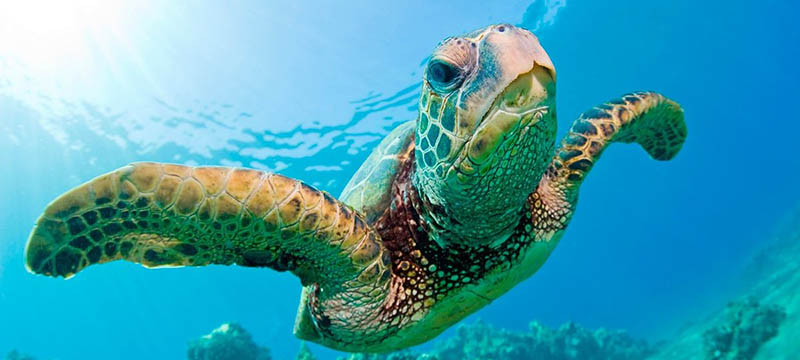 Al menos 500 tortugas que anidan en Florida sufren lesiones por barcos