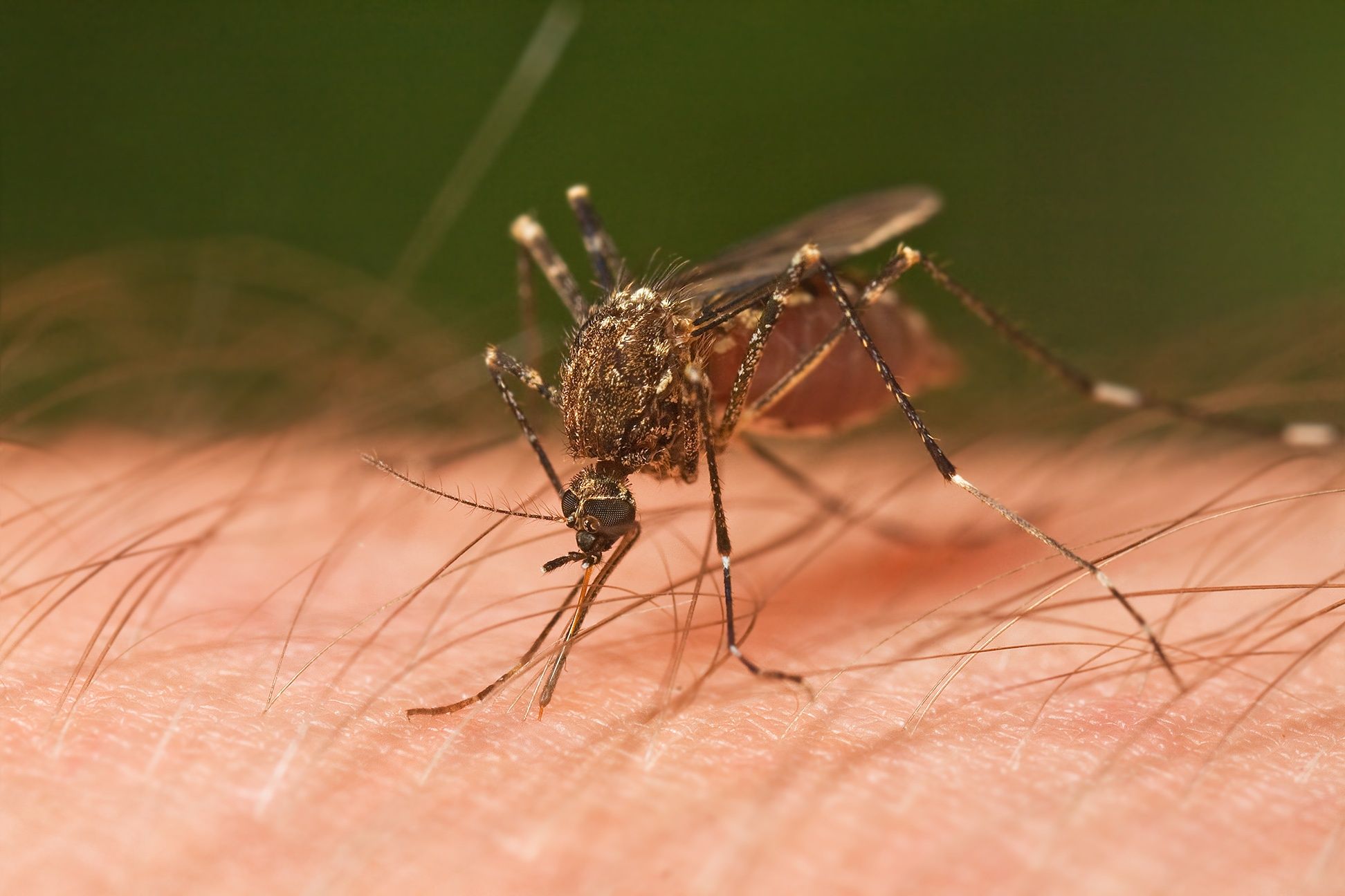 Casos de virus del Nilo Occidental llegan a 24 en Miami-Dade