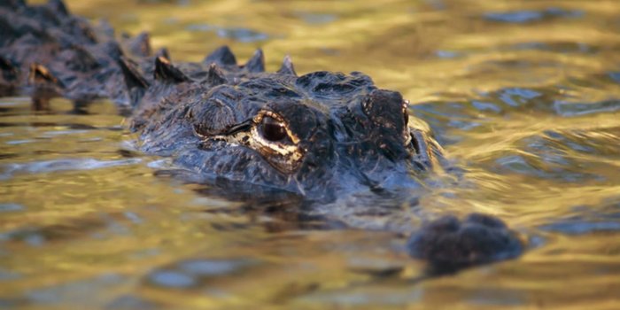 Una mujer fue mordida por un caimán en el refugio de vida silvestre del condado de Palm Beach