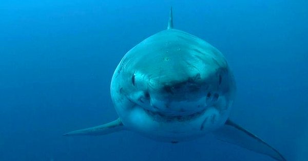 Hilton, el tiburón blanco, se dirige hacia Carolina del Sur