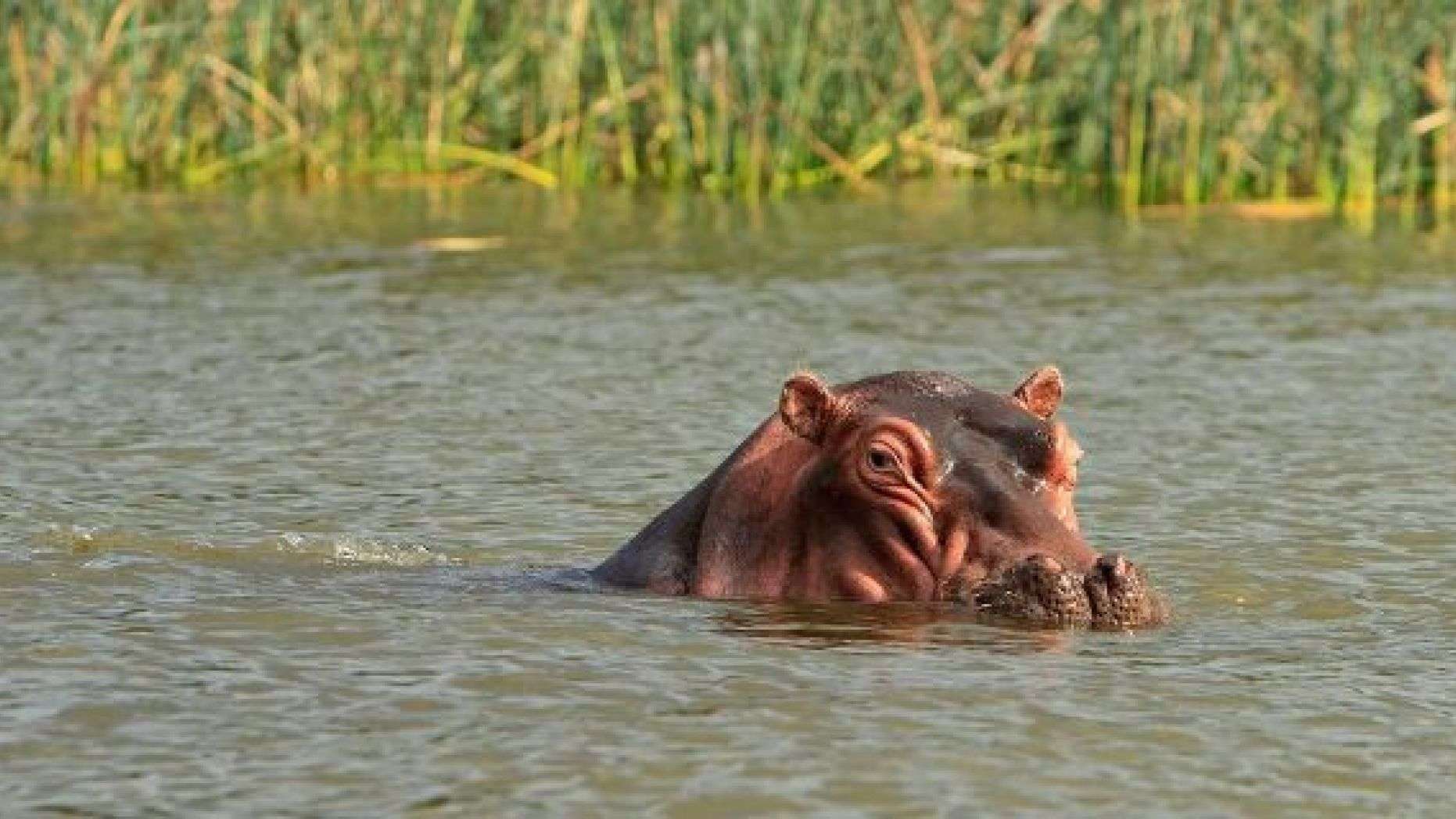 Atacada por hipopótamo en Zimbabue pareja de Florida