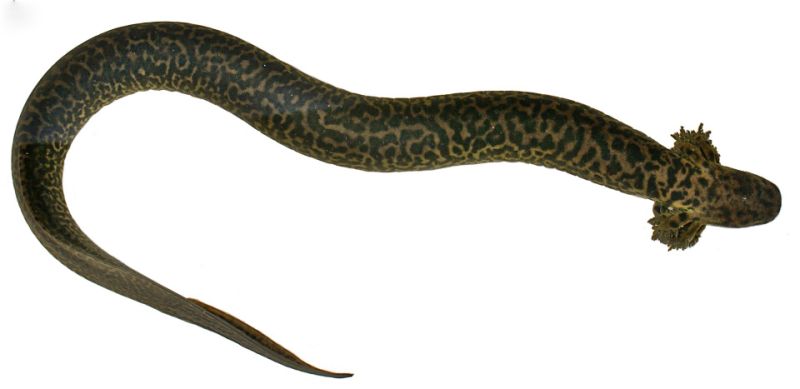 Científicos descubren salamandra sirénida en Florida