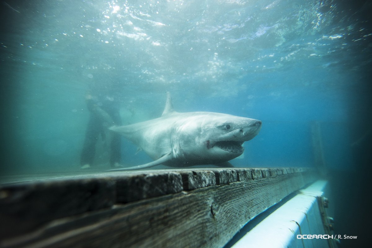 Tiburones podrían migrar al sur de Florida en los próximos meses