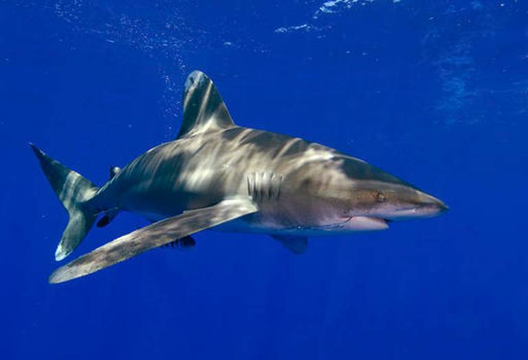 Presentan propuesta para prohibir la pesca de tiburones en Florida