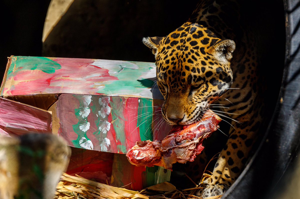 Animales del zoológico de Miami reciben deliciosos regalos navideños