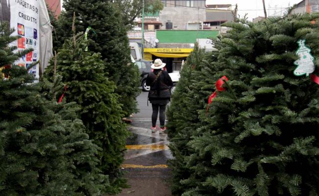 Miami lanza programa de reciclaje de árboles de Navidad