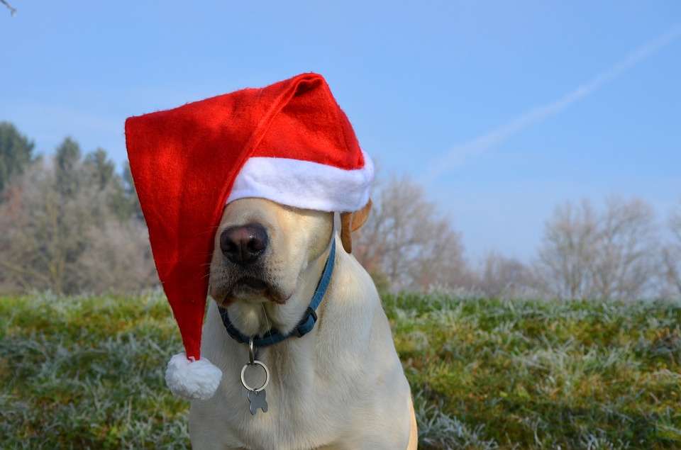 Adorable perro de Florida quiere el mejor regalo navideño: un hogar