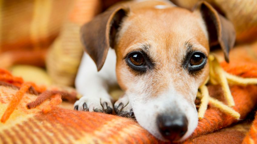Mascotas rescatadas del huracán Ian necesitan adopción urgente en Broward