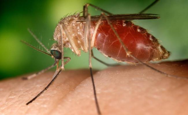 Virus mortal transmitido por mosquito obliga a mover juego entre Connecticut y Florida