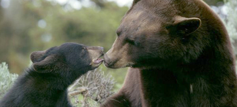 Arrestados 9 cazadores de osos negros por crueldad animal