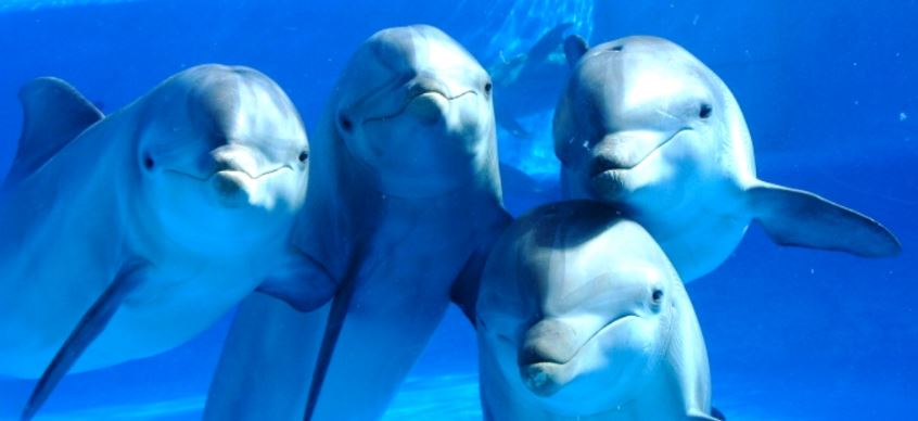 Marea roja de Florida mata a 16 delfines más