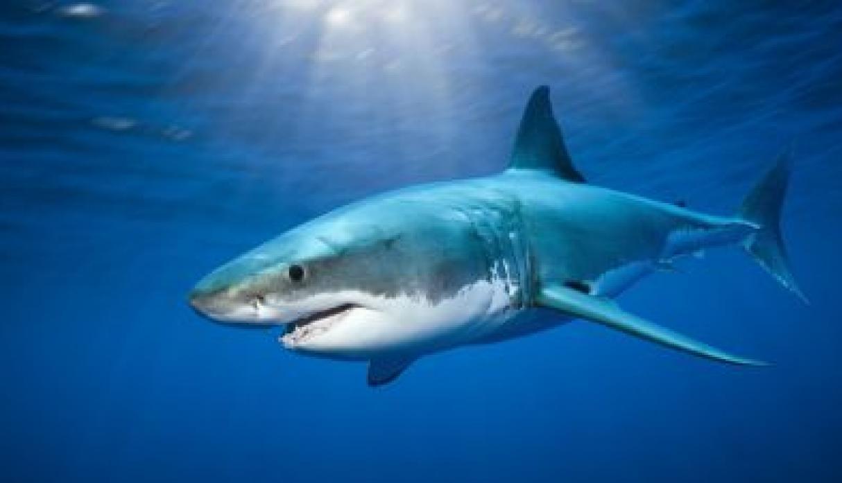 Detectan señal de un gran tiburón blanco cerca de las costas de Florida