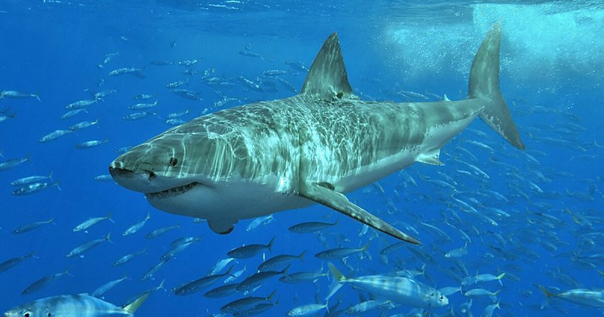 Rastreados tiburones blancos cerca del sur de la Florida
