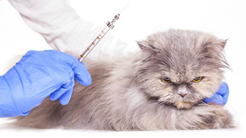 Gatos de Miami-Dade podrán ser vacunados contra la rabia gratis hasta fin de año